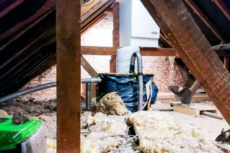 Consider Professional Insulation Removal Services for Rodent Infestation